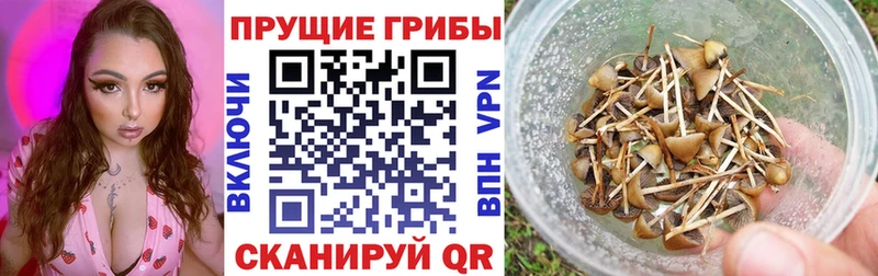 Галлюциногенные грибы прущие грибы продажа наркотиков OMG как зайти Слободской